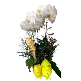 Vaso de Orquídea branca